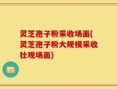 灵芝孢子粉采收场面(灵芝孢子粉大规模采收壮观场面)