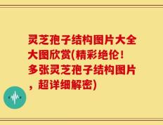 灵芝孢子结构图片大全大图欣赏(精彩绝伦！多张灵芝孢子结构图片，超详细解密)