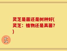 灵芝是菌还是树种好(灵芝：植物还是真菌？)