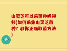 山灵芝可以采菌种吗视频(如何采集山灵芝菌种？教你正确取菌方法)