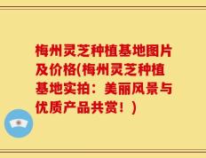 梅州灵芝种植基地图片及价格(梅州灵芝种植基地实拍：美丽风景与优质产品共赏！)