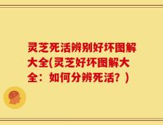 灵芝死活辨别好坏图解大全(灵芝好坏图解大全：如何分辨死活？)