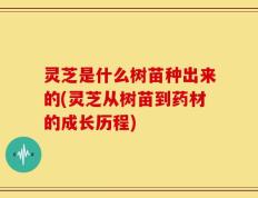 灵芝是什么树苗种出来的(灵芝从树苗到药材的成长历程)