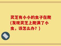 灵芝有小小的虫子在爬(发现灵芝上爬满了小虫，该怎么办？)