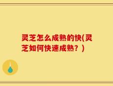 灵芝怎么成熟的快(灵芝如何快速成熟？)