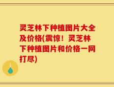 灵芝林下种植图片大全及价格(震惊！灵芝林下种植图片和价格一网打尽)