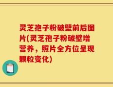 灵芝孢子粉破壁前后图片(灵芝孢子粉破壁增营养，照片全方位呈现颗粒变化)