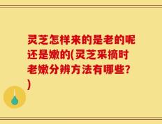灵芝怎样来的是老的呢还是嫩的(灵芝采摘时老嫩分辨方法有哪些？)