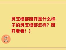 灵芝根部掰开是什么样子的灵芝根部怎样？掰开看看！)