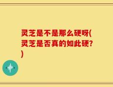 灵芝是不是那么硬呀(灵芝是否真的如此硬？)
