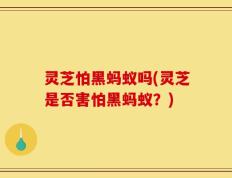 灵芝怕黑蚂蚁吗(灵芝是否害怕黑蚂蚁？)