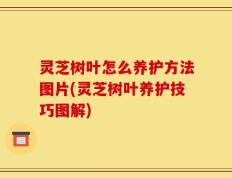 灵芝树叶怎么养护方法图片(灵芝树叶养护技巧图解)