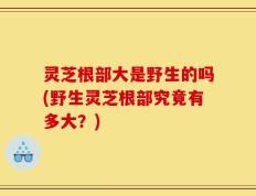 灵芝根部大是野生的吗(野生灵芝根部究竟有多大？)