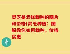 灵芝是怎样裁种的图片和价格(灵芝种植：图解教你如何裁种，价格实惠