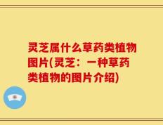 灵芝属什么草药类植物图片(灵芝：一种草药类植物的图片介绍)