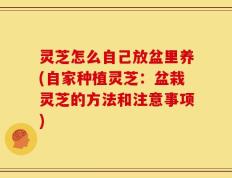 灵芝怎么自己放盆里养(自家种植灵芝：盆栽灵芝的方法和注意事项)