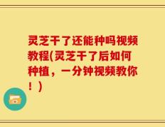 灵芝干了还能种吗视频教程(灵芝干了后如何种植，一分钟视频教你！)