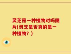 灵芝是一种植物对吗图片(灵芝是否真的是一种植物？)