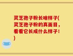 灵芝孢子粉长啥样子(灵芝孢子粉的真面目，看看它长成什么样子！)