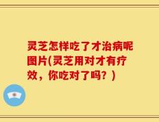 灵芝怎样吃了才治病呢图片(灵芝用对才有疗效，你吃对了吗？)