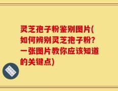 灵芝孢子粉鉴别图片(如何辨别灵芝孢子粉？一张图片教你应该知道的关键点)