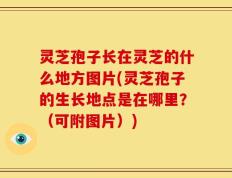 灵芝孢子长在灵芝的什么地方图片(灵芝孢子的生长地点是在哪里？（可附图片）)