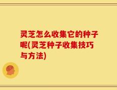 灵芝怎么收集它的种子呢(灵芝种子收集技巧与方法)