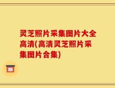 灵芝照片采集图片大全高清(高清灵芝照片采集图片合集)