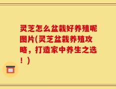 灵芝怎么盆栽好养殖呢图片(灵芝盆栽养殖攻略，打造家中养生之选！)