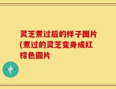 灵芝煮过后的样子图片(煮过的灵芝变身成红棕色圆片