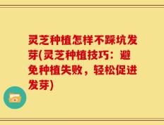 灵芝种植怎样不踩坑发芽(灵芝种植技巧：避免种植失败，轻松促进发芽)