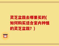 灵芝盆栽去哪里买的(如何购买适合室内种植的灵芝盆栽？)