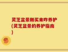 灵芝盆景刚买来咋养护(灵芝盆景的养护指南)