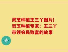 灵芝种植王三丫图片(灵芝种植专家：王三丫带领农民致富的故事