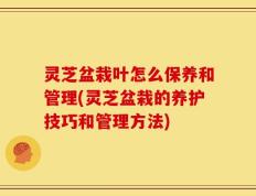 灵芝盆栽叶怎么保养和管理(灵芝盆栽的养护技巧和管理方法)