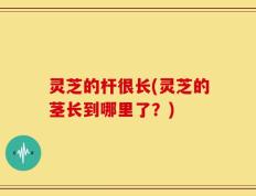 灵芝的杆很长(灵芝的茎长到哪里了？)