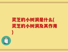 灵芝的小树洞是什么(灵芝的小树洞及其作用)