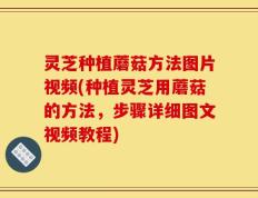 灵芝种植蘑菇方法图片视频(种植灵芝用蘑菇的方法，步骤详细图文视频教程)