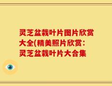 灵芝盆栽叶片图片欣赏大全(精美照片欣赏：灵芝盆栽叶片大合集