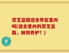 灵芝盆栽适合养在室内吗(适合室内的灵芝盆栽，如何养护？)