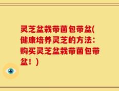灵芝盆栽带菌包带盆(健康培养灵芝的方法：购买灵芝盆栽带菌包带盆！)