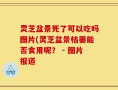 灵芝盆景死了可以吃吗图片(灵芝盆景枯萎能否食用呢？ - 图片报道