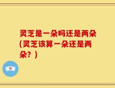 灵芝是一朵吗还是两朵(灵芝该算一朵还是两朵？)