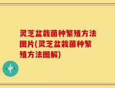 灵芝盆栽菌种繁殖方法图片(灵芝盆栽菌种繁殖方法图解)