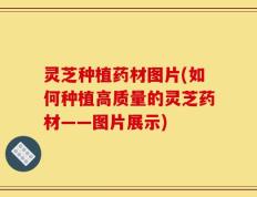 灵芝种植药材图片(如何种植高质量的灵芝药材——图片展示)