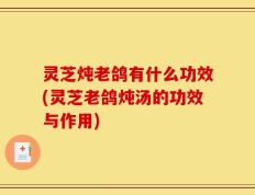 灵芝炖老鸽有什么功效(灵芝老鸽炖汤的功效与作用)