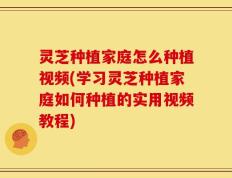 灵芝种植家庭怎么种植视频(学习灵芝种植家庭如何种植的实用视频教程)