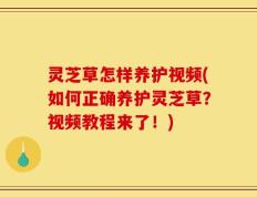 灵芝草怎样养护视频(如何正确养护灵芝草？视频教程来了！)