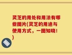 灵芝的用处和用法有哪些图片(灵芝的用途与使用方式，一图知晓！)