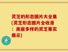 灵芝的形态图片大全集(灵芝形态图片全收录：美丽多样的灵芝果实展示)